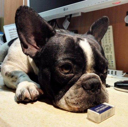 14595780_276140036114138_3051932875205885800_n