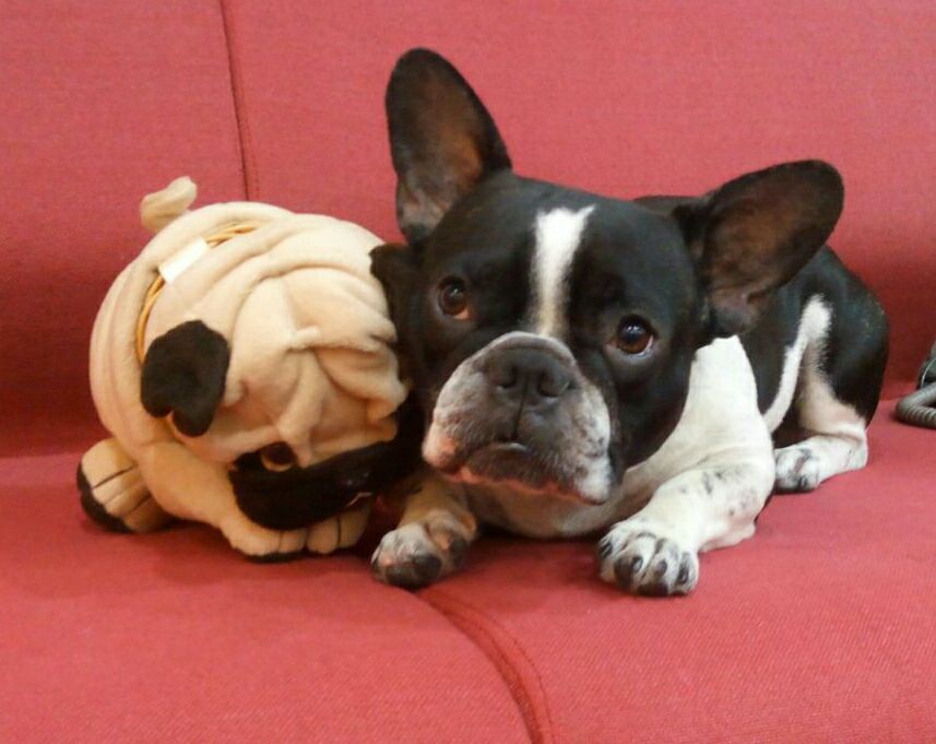 15825793_309797169415091_5100779153742651108_n