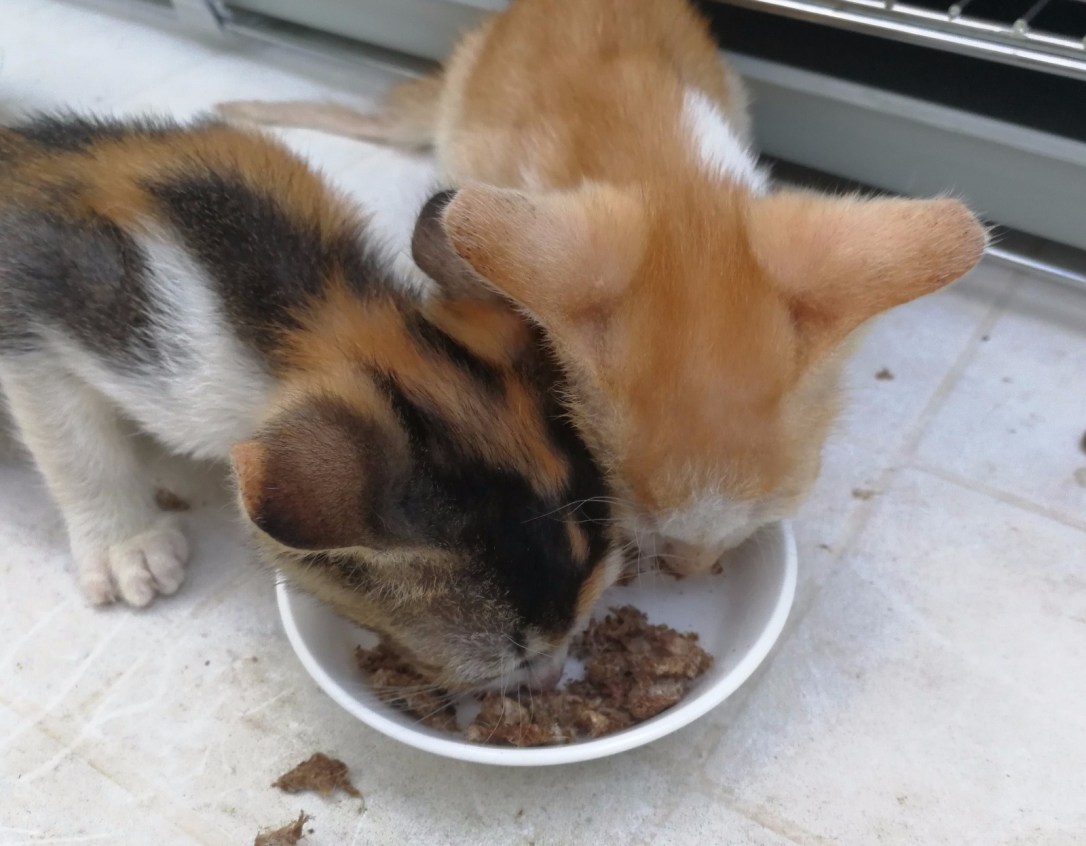 WhatsApp Image 2017-08-29 at 6.36.55 PM.jpeg