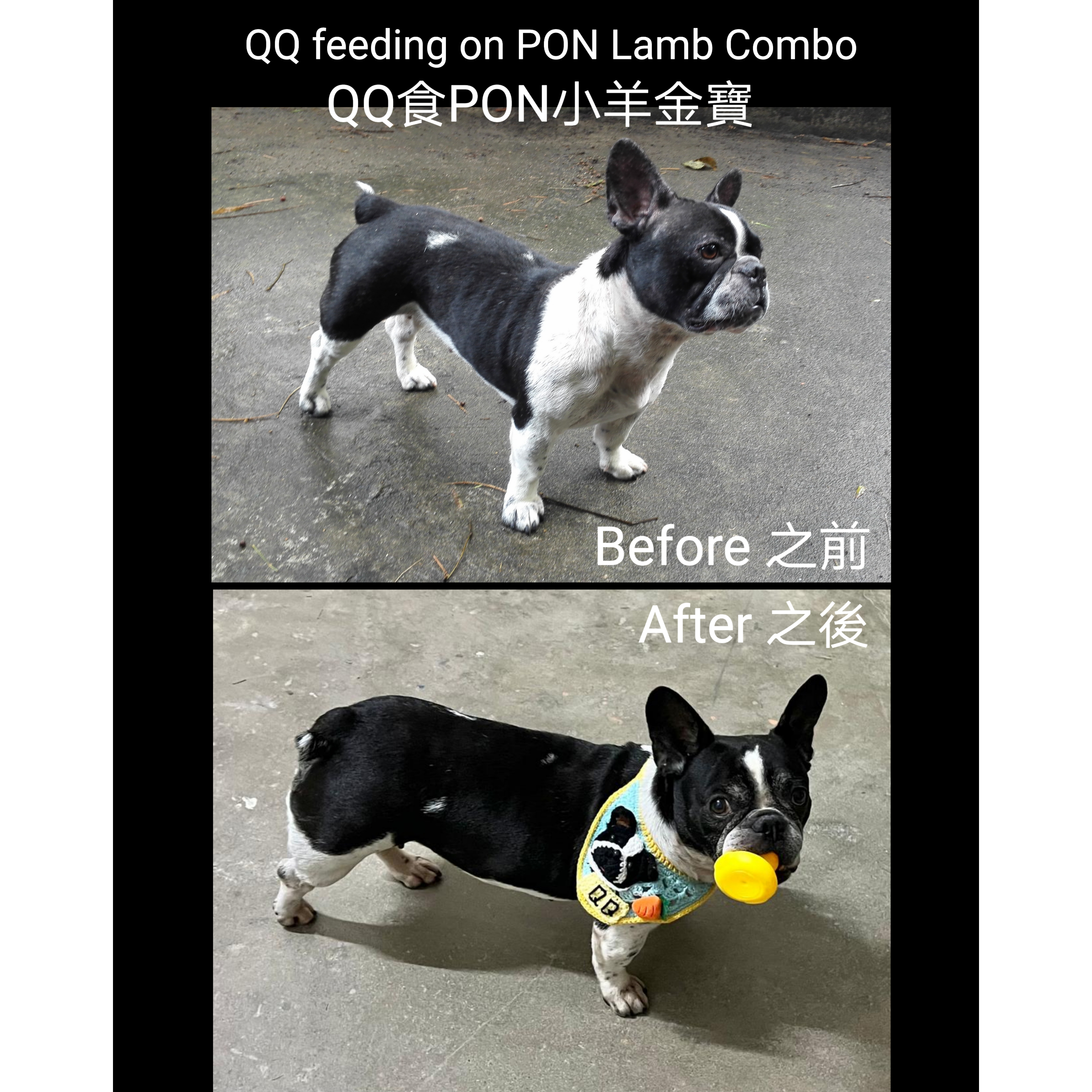 PhotoGrid_1638372044494